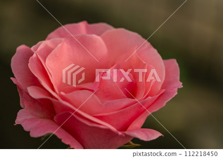Delicate pink rose bud close up in the garden 112218450