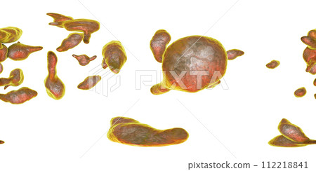 Bacteria Mycoplasma genitalium Bacteria Mycoplasma genitalium 112218841