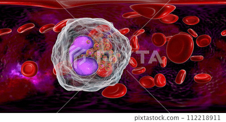 360-degree spherical panorama of eosinophil, a white blood cell in blood 112218911