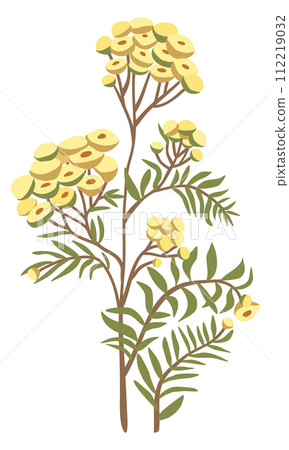 Tansy flower. Vector floral isolated illustration. Tansy flower. Vector floral isolated illustration. 112219032