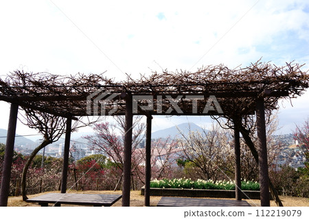 Mt. Sarakura and white daffodils seen from the wisteria trellis of Yomiya Bairin Mt. Sarakura and white daffodils seen from the wisteria trellis of Yomiya Bairin 112219079