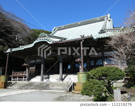 梅花盛開的藤澤市龍口寺(本堂) 梅花盛開的藤澤市龍口寺(本堂) 112219276
