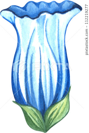Alpine mountain flowers - Gentian flower. Watercolor hand drawn illustration 112219277