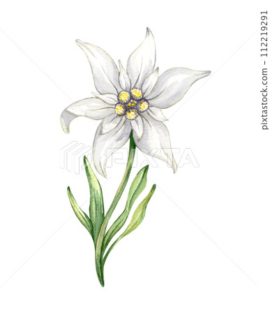 Edelweiss flower Leontopodium alpinum, Watercolor hand drawn illustration isolated on white background Edelweiss flower Leontopodium alpinum, Watercolor hand drawn illustration isolated on white background 112219291