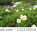 Chinguruma blooming in the mountains 112219314