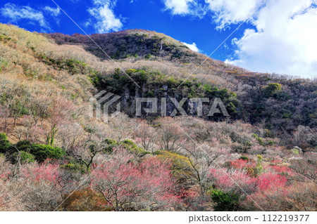 高聳的幕岩和湯河原梅林 高聳的幕岩和湯河原梅林 112219377