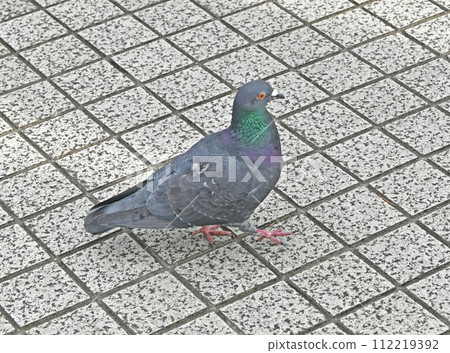 Pigeon walking on tiles 112219392