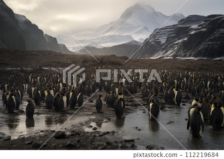 King penguin colony in Antarctica. The king penguin - Aptenodytes patagonicus King penguin colony in Antarctica. The king penguin - Aptenodytes patagonicus 112219684
