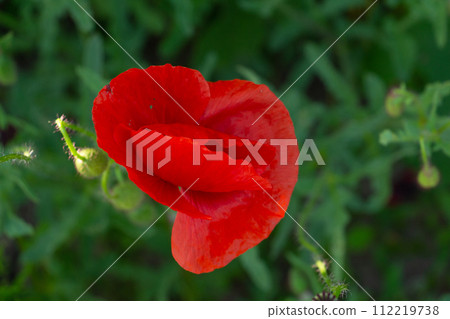 graceful red fragile poppies in the meadow, beautiful flowers for a loved one 112219738