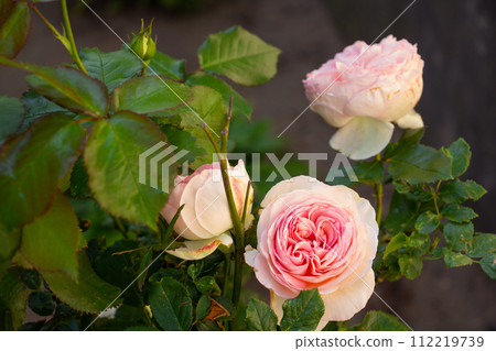 Delicate pink rose bud close up in the garden 112219739