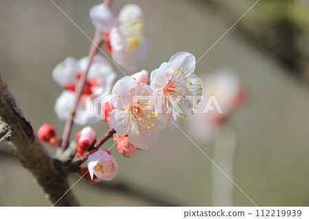 栗林公園、梅林梅花 112219939