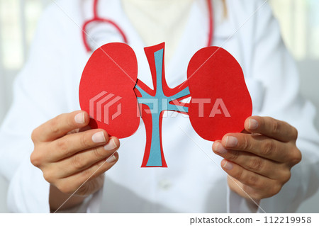 Kidneys in human hands, concept for national kidney day. Kidneys in human hands, concept for national kidney day. 112219958