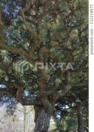 Pine tree near the east gate of Ritsurin Park 112219975