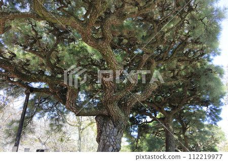 Pine tree near the east gate of Ritsurin Park 112219977
