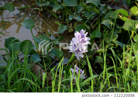 Common Water Hyacinth Growing at a Riverside in Sarawak Borneo Malaysia 112220886