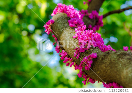 branch of judas tree in pink blossom. beautiful nature background in spring 112220981