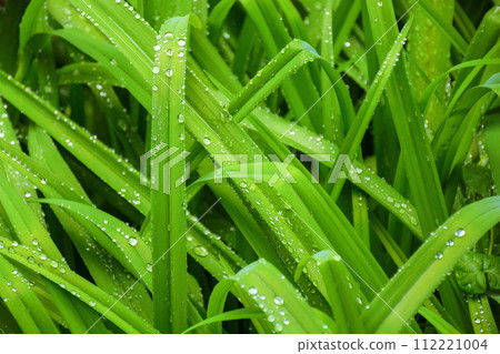 closeup of grass field in raindrops. wet meadow background in spring 112221004