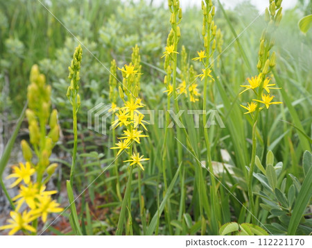 Kinkoka Kinkoka 112221170