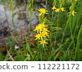 Kinkoka 112221172