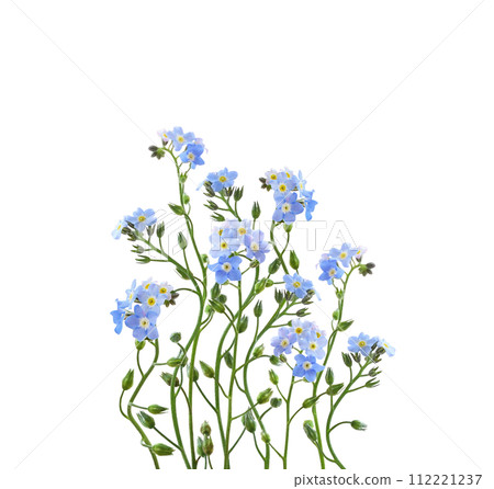 Blue forget-me-not flowers in a floral arrangement isolated on white background Blue forget-me-not flowers in a floral arrangement isolated on white background 112221237