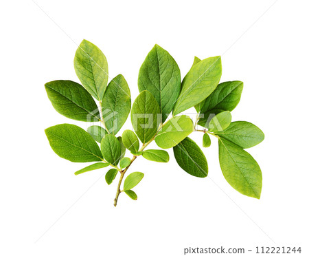 Green leaves of blueberry isolated Green leaves of blueberry isolated 112221244