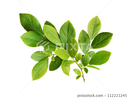 Green leaves of blueberry isolated Green leaves of blueberry isolated 112221245