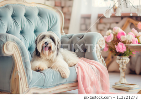 Cute Bearded Collie dog posing in a vintage-style apartment 112221278