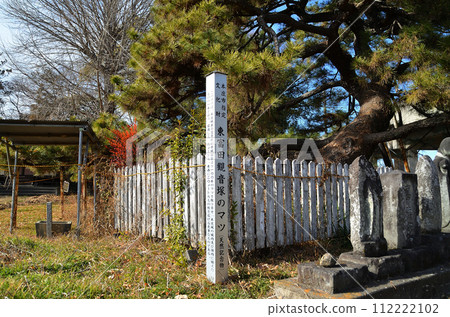 Large pine tree in Higashitomita Kannonzuka, Honjo City, Saitama Prefecture 112222102