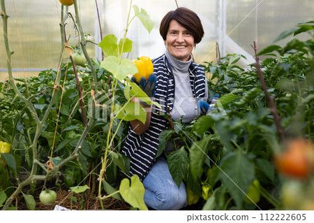 Old man and woman happily harvesting peppers in greenhouse Old man and woman happily harvesting peppers in greenhouse 112222605