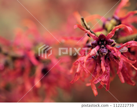 Hamamelis intermedia 'Diane' started blooming in February 112222739