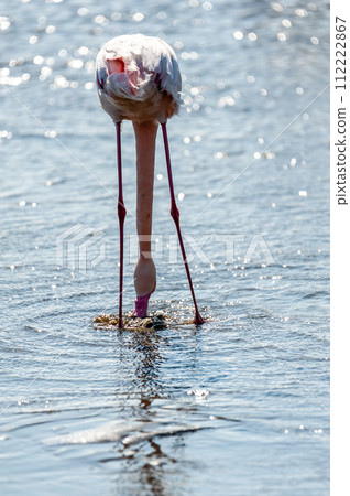 Flamingos near Walvis Bay Flamingos near Walvis Bay 112222867