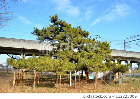 Large pine tree in Higashitomita Kannonzuka, Honjo City, Saitama Prefecture Large pine tree in Higashitomita Kannonzuka, Honjo City, Saitama Prefecture 112223009