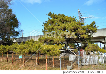 Large pine tree in Higashitomita Kannonzuka, Honjo City, Saitama Prefecture 112223011