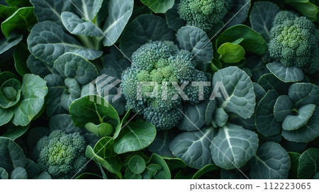 broccoli cabbage vegetable background broccoli cabbage vegetable background 112223065