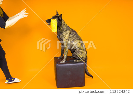 Dog dutch shepherd playing with paint roller in red room. Renovation concept Dog dutch shepherd playing with paint roller in red room. Renovation concept 112224242