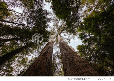 Tahune Airwalk in Tasmania Australia Tahune Airwalk in Tasmania Australia 112224296