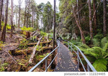 Tahune Airwalk in Tasmania Australia 112224405