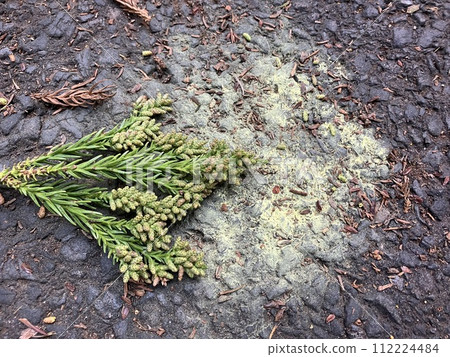 Cedar pollen scattered from cedar flowers 112224484
