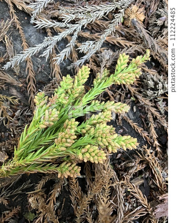 Cedar flowers_Cedar flowers that store pollen 112224485