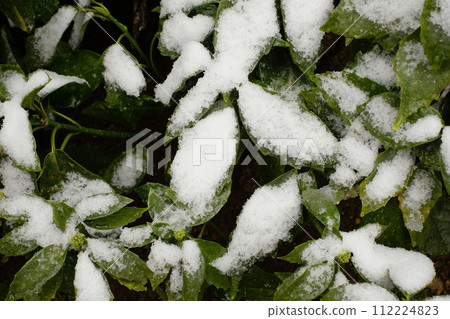 snow on leaves snow on leaves 112224823