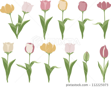 各種鬱金香的插圖集 112225073