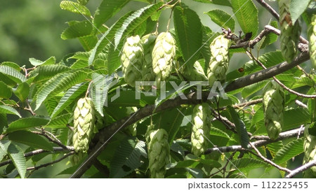 Fruit of bear sea whale Fruit of bear sea whale 112225455