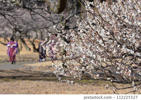 plum plum 112225527