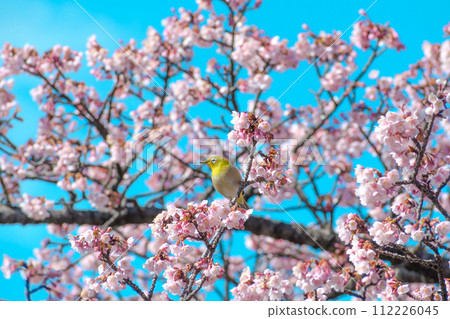 櫻花和mezzo 112226045