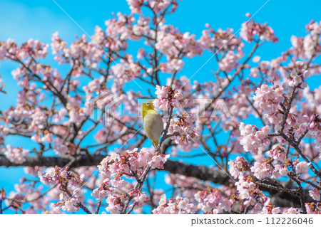 櫻花和mezzo 112226046