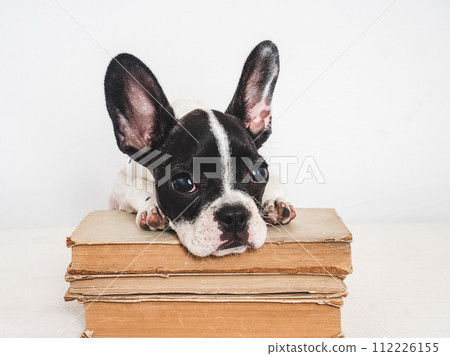 Cute puppy and vintage books. Close-up, isolated background 112226155