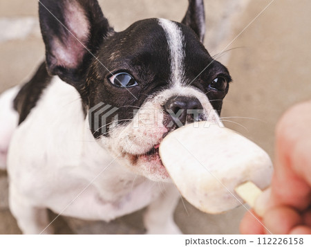 Cute puppy eating delicious ice cream. Top view 112226158