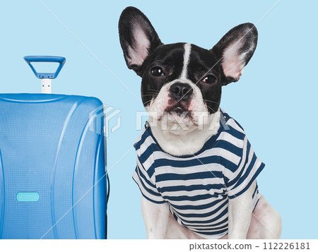 Lovable, pretty puppy and blue suitcase. Travel preparation Lovable, pretty puppy and blue suitcase. Travel preparation 112226181