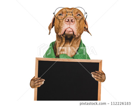 Lovable puppy and a board for a congratulatory inscription Lovable puppy and a board for a congratulatory inscription 112226183
