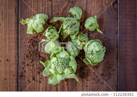 fresh butterbur 112226381